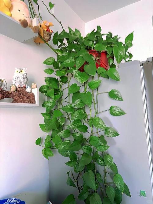 绿萝土里可以放鸡蛋壳吗？绿萝可以用蛋壳吗？