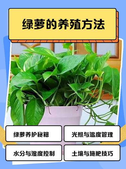 绿萝土里可以放鸡蛋壳吗?绿萝可以用蛋壳吗?-第2张图片-优品飞百科 绿萝土里可以放鸡蛋壳吗?绿萝可以用蛋壳吗?-第2张图片-优品飞百科