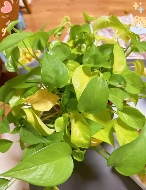 绿萝土里可以放鸡蛋壳吗?绿萝可以用蛋壳吗?-第3张图片-优品飞百科 绿萝土里可以放鸡蛋壳吗?绿萝可以用蛋壳吗?-第3张图片-优品飞百科