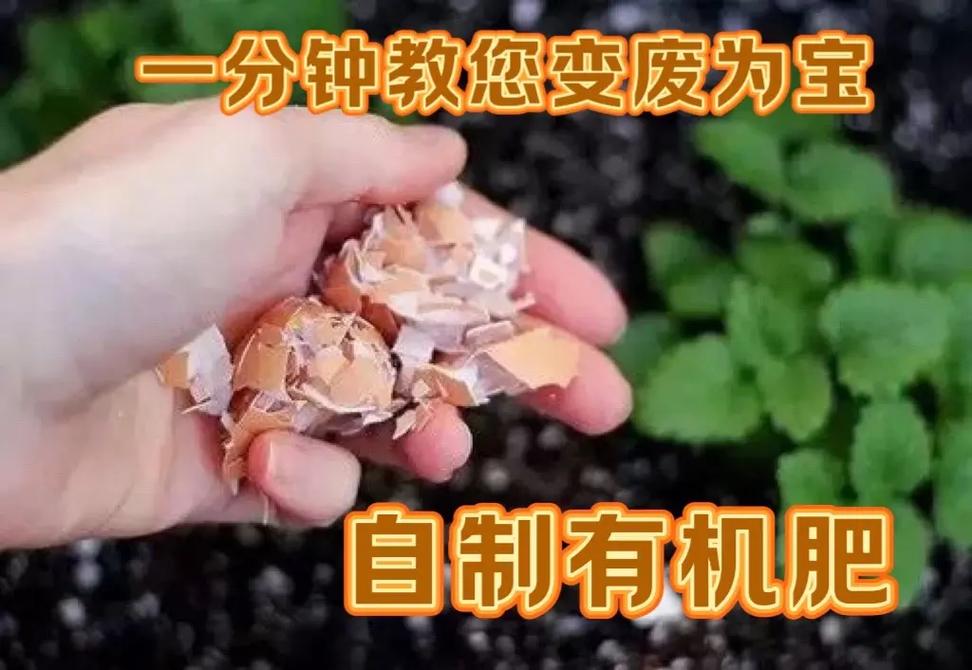绿萝土里可以放鸡蛋壳吗?绿萝可以用蛋壳吗?-第6张图片-优品飞百科 绿萝土里可以放鸡蛋壳吗?绿萝可以用蛋壳吗?-第6张图片-优品飞百科