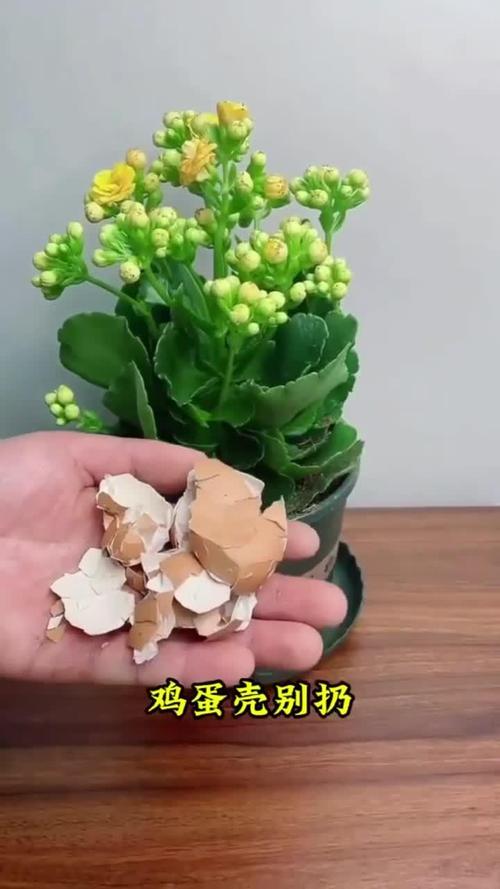 绿萝土里可以放鸡蛋壳吗?绿萝可以用蛋壳吗?-第7张图片-优品飞百科 绿萝土里可以放鸡蛋壳吗?绿萝可以用蛋壳吗?-第7张图片-优品飞百科