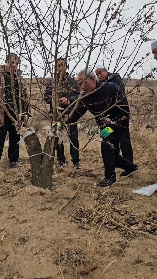 杏树修剪时间和方法，桃树的修剪时间及方法视频-第1张图片-优品飞百科