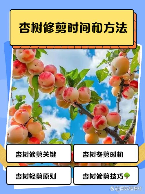 杏树修剪时间和方法，桃树的修剪时间及方法视频-第2张图片-优品飞百科