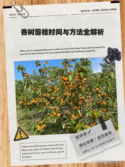 杏树修剪时间和方法，桃树的修剪时间及方法视频-第7张图片-优品飞百科