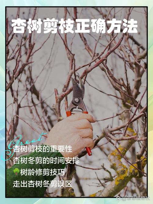 杏树修剪时间和方法，桃树的修剪时间及方法视频-第8张图片-优品飞百科