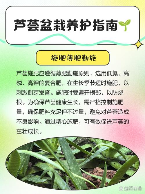 美容芦荟怎么养，美容芦荟养殖方法和注意事项？