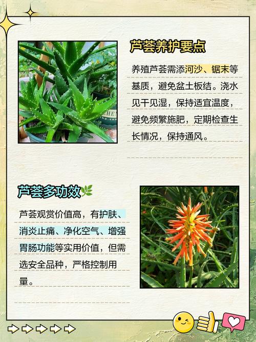 美容芦荟怎么养,美容芦荟养殖方法和注意事项?-第5张图片-优品飞百科 美容芦荟怎么养,美容芦荟养殖方法和注意事项?-第5张图片-优品飞百科