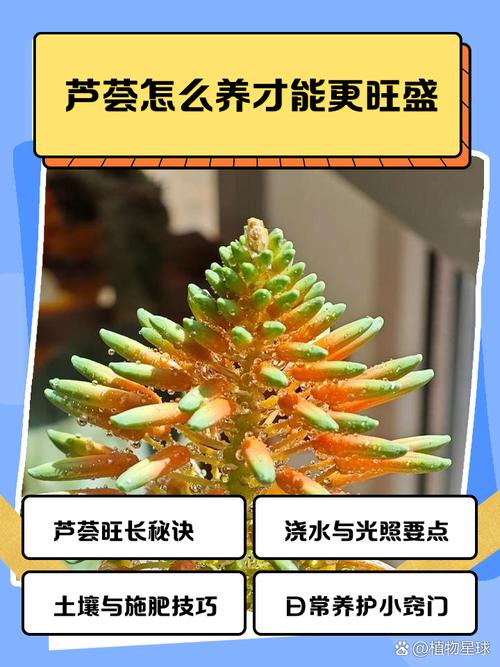 美容芦荟怎么养,美容芦荟养殖方法和注意事项?-第6张图片-优品飞百科 美容芦荟怎么养,美容芦荟养殖方法和注意事项?-第6张图片-优品飞百科