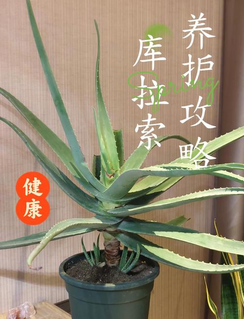 美容芦荟怎么养,美容芦荟养殖方法和注意事项?-第7张图片-优品飞百科 美容芦荟怎么养,美容芦荟养殖方法和注意事项?-第7张图片-优品飞百科