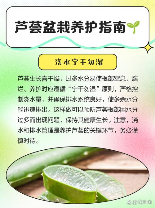 美容芦荟怎么养,美容芦荟养殖方法和注意事项?-第8张图片-优品飞百科 美容芦荟怎么养,美容芦荟养殖方法和注意事项?-第8张图片-优品飞百科