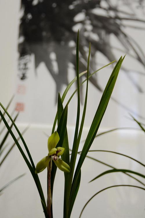 墨兰怎么换盆，墨兰啥时候分盆和换盆好