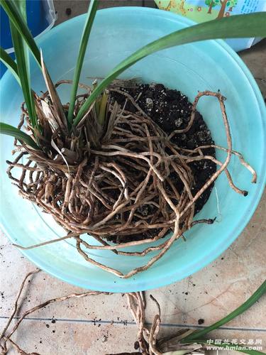 墨兰怎么换盆,墨兰啥时候分盆和换盆好-第2张图片-优品飞百科 墨兰怎么换盆,墨兰啥时候分盆和换盆好-第2张图片-优品飞百科