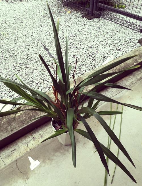 墨兰怎么换盆,墨兰啥时候分盆和换盆好-第3张图片-优品飞百科 墨兰怎么换盆,墨兰啥时候分盆和换盆好-第3张图片-优品飞百科