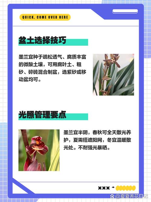 墨兰怎么换盆,墨兰啥时候分盆和换盆好-第4张图片-优品飞百科 墨兰怎么换盆,墨兰啥时候分盆和换盆好-第4张图片-优品飞百科