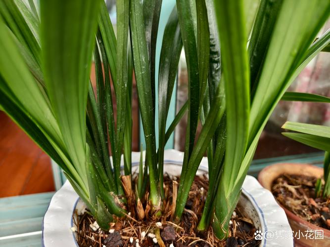 墨兰怎么换盆,墨兰啥时候分盆和换盆好-第5张图片-优品飞百科 墨兰怎么换盆,墨兰啥时候分盆和换盆好-第5张图片-优品飞百科
