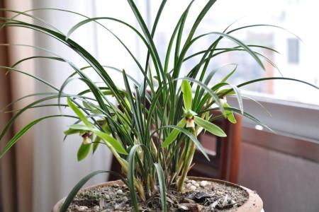 墨兰怎么换盆,墨兰啥时候分盆和换盆好-第6张图片-优品飞百科 墨兰怎么换盆,墨兰啥时候分盆和换盆好-第6张图片-优品飞百科