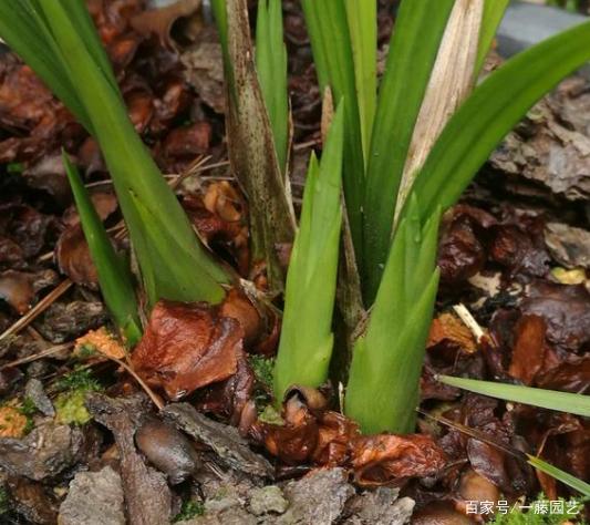 墨兰怎么换盆,墨兰啥时候分盆和换盆好-第8张图片-优品飞百科 墨兰怎么换盆,墨兰啥时候分盆和换盆好-第8张图片-优品飞百科