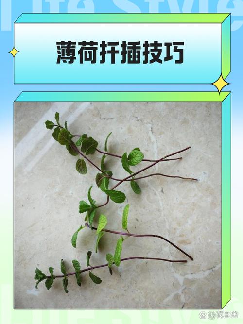 薄荷繁殖方法？薄荷繁殖方法殖方法和注意事项？