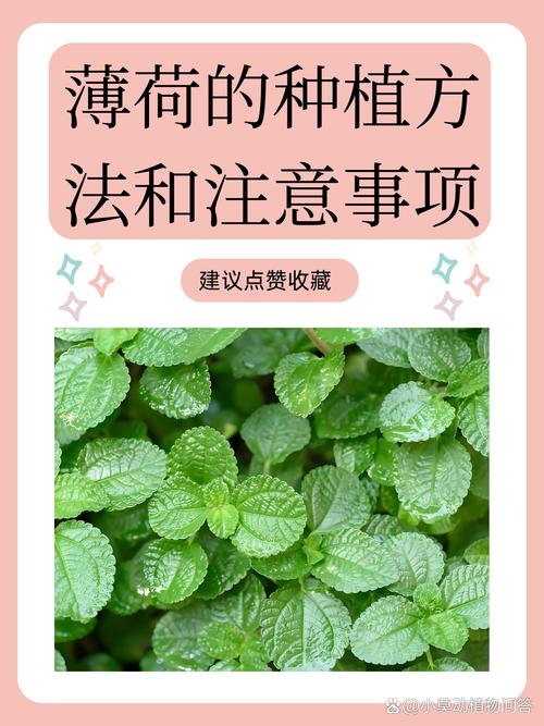 薄荷繁殖方法？薄荷繁殖方法殖方法和注意事项？-第2张图片-优品飞百科