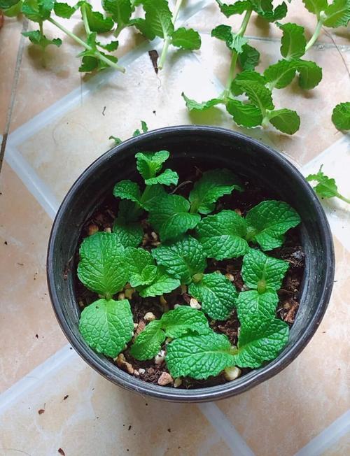 薄荷繁殖方法？薄荷繁殖方法殖方法和注意事项？-第3张图片-优品飞百科