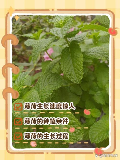 薄荷繁殖方法？薄荷繁殖方法殖方法和注意事项？-第4张图片-优品飞百科