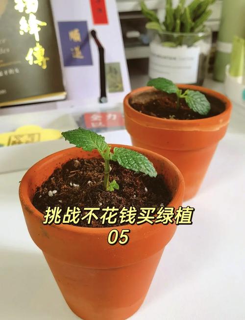 薄荷繁殖方法？薄荷繁殖方法殖方法和注意事项？-第5张图片-优品飞百科