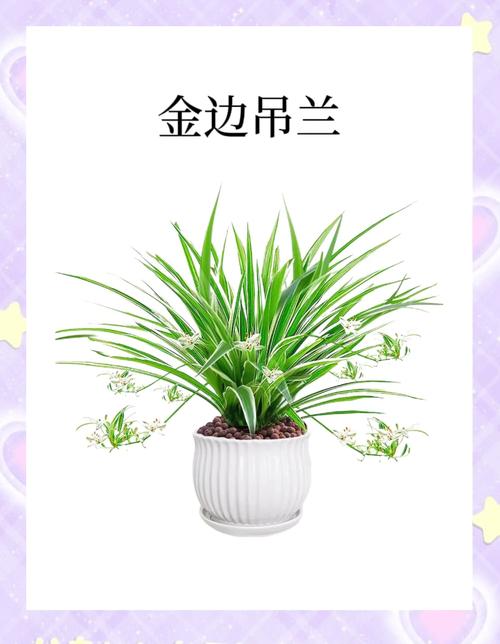 吊兰修剪季节，吊兰修剪季节是几月份？