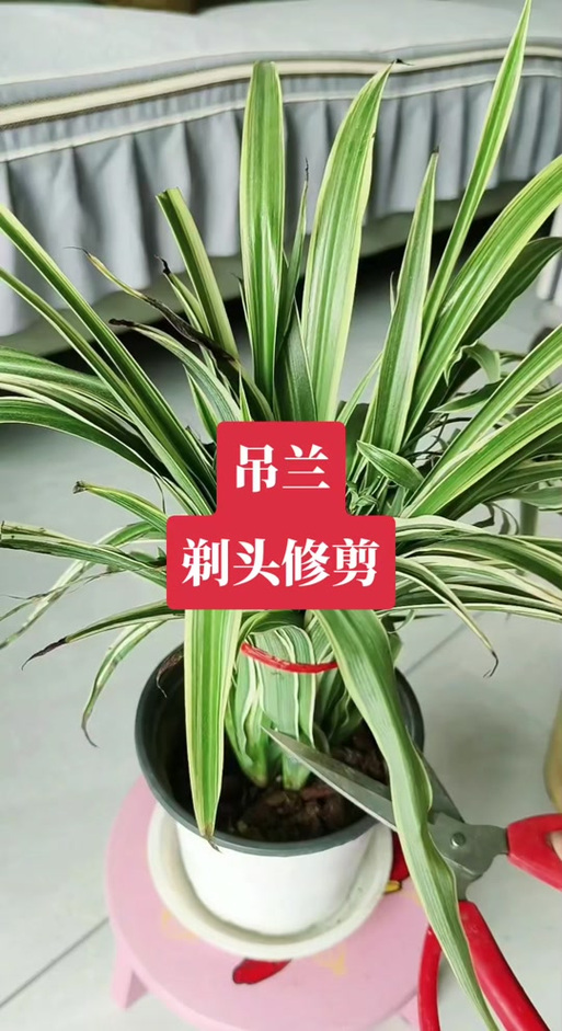 吊兰修剪季节,吊兰修剪季节是几月份?-第3张图片-优品飞百科 吊兰修剪季节,吊兰修剪季节是几月份?-第3张图片-优品飞百科