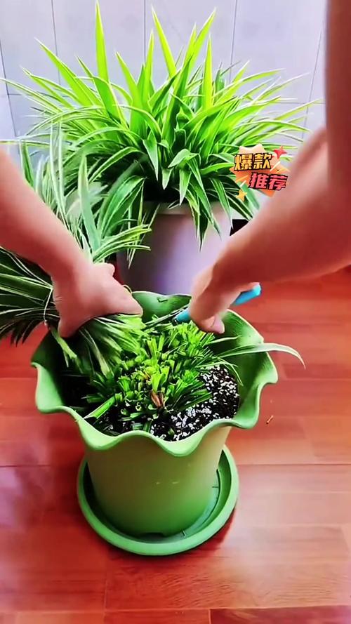 吊兰修剪季节,吊兰修剪季节是几月份?-第2张图片-优品飞百科 吊兰修剪季节,吊兰修剪季节是几月份?-第2张图片-优品飞百科