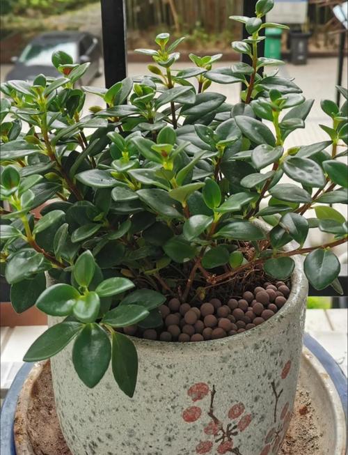 吊兰修剪季节,吊兰修剪季节是几月份?-第4张图片-优品飞百科 吊兰修剪季节,吊兰修剪季节是几月份?-第4张图片-优品飞百科