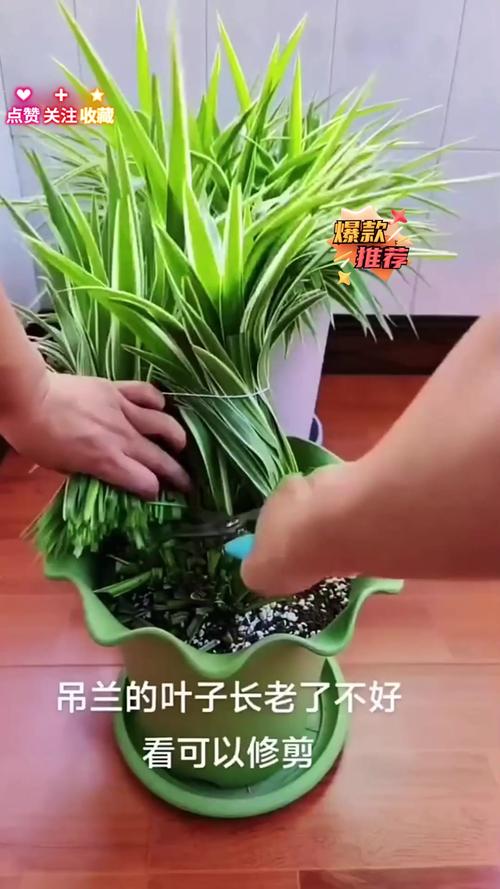 吊兰修剪季节,吊兰修剪季节是几月份?-第5张图片-优品飞百科 吊兰修剪季节,吊兰修剪季节是几月份?-第5张图片-优品飞百科