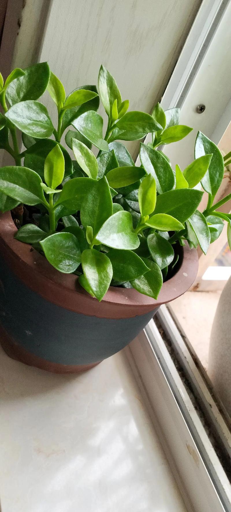 吊兰修剪季节,吊兰修剪季节是几月份?-第6张图片-优品飞百科 吊兰修剪季节,吊兰修剪季节是几月份?-第6张图片-优品飞百科