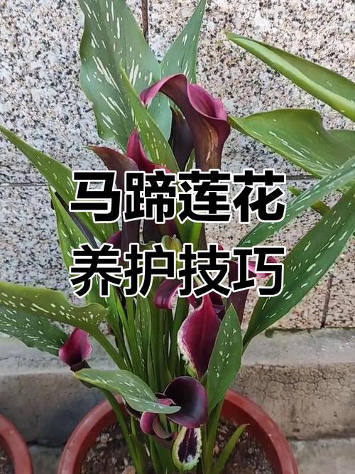 彩色马蹄莲怎么过冬，彩色马蹄莲冬季养护