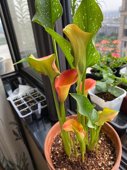 彩色马蹄莲怎么过冬，彩色马蹄莲冬季养护-第2张图片-优品飞百科