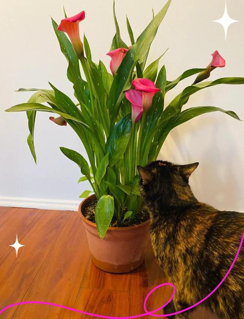 彩色马蹄莲怎么过冬，彩色马蹄莲冬季养护-第3张图片-优品飞百科