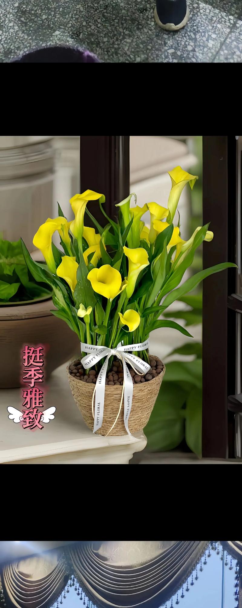 彩色马蹄莲怎么过冬，彩色马蹄莲冬季养护-第4张图片-优品飞百科