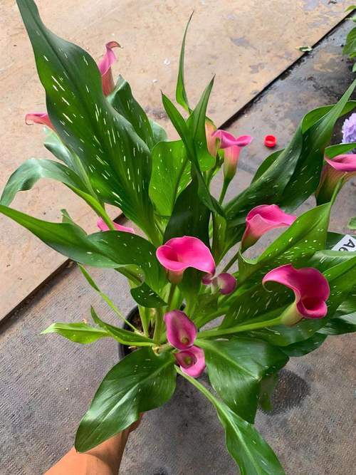 彩色马蹄莲怎么过冬，彩色马蹄莲冬季养护-第5张图片-优品飞百科