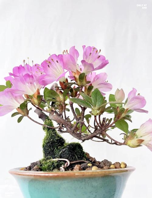 新栽的杜鹃花怎么养，新买的杜鹃花小苗怎么养