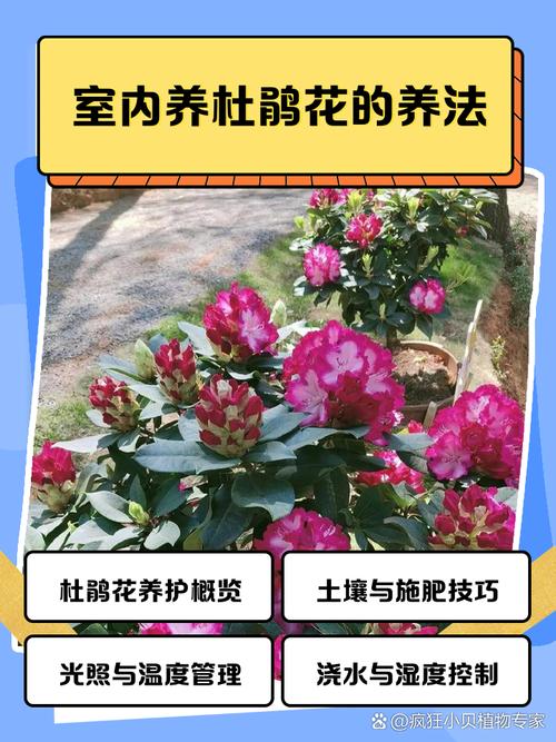 新栽的杜鹃花怎么养，新买的杜鹃花小苗怎么养-第2张图片-优品飞百科