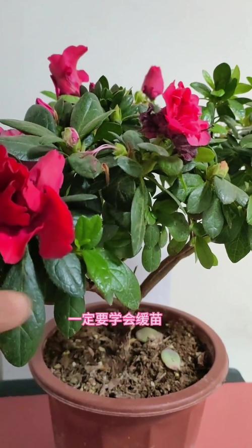 新栽的杜鹃花怎么养，新买的杜鹃花小苗怎么养-第4张图片-优品飞百科