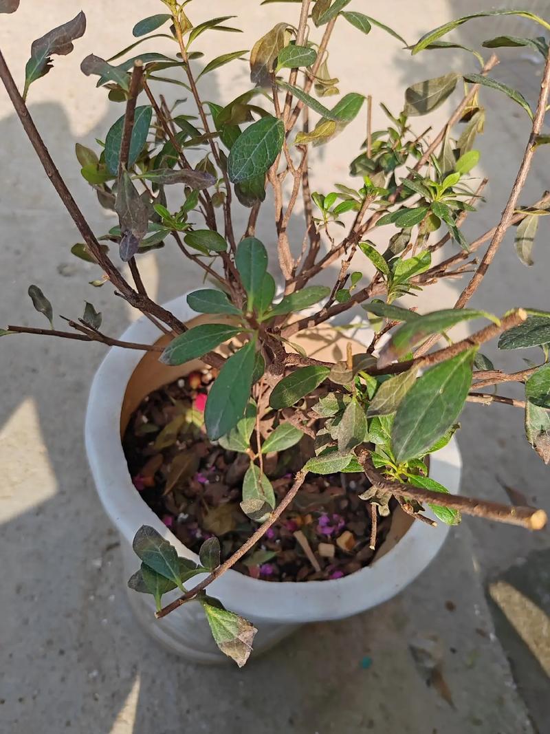 新栽的杜鹃花怎么养，新买的杜鹃花小苗怎么养-第5张图片-优品飞百科