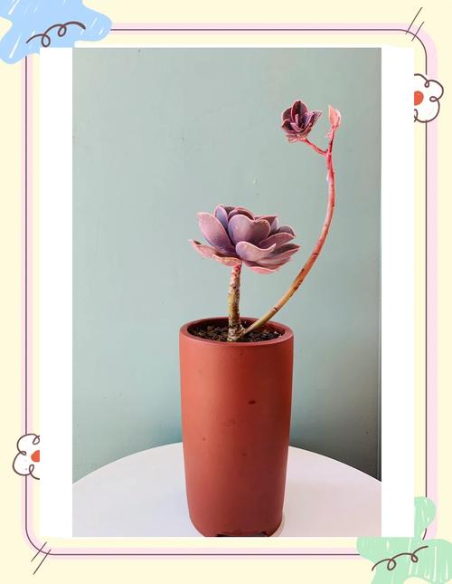 新买的紫珍珠怎么养？紫珍珠怎么度夏？-第3张图片-优品飞百科