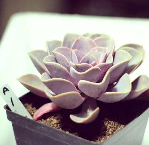 新买的紫珍珠怎么养？紫珍珠怎么度夏？-第2张图片-优品飞百科