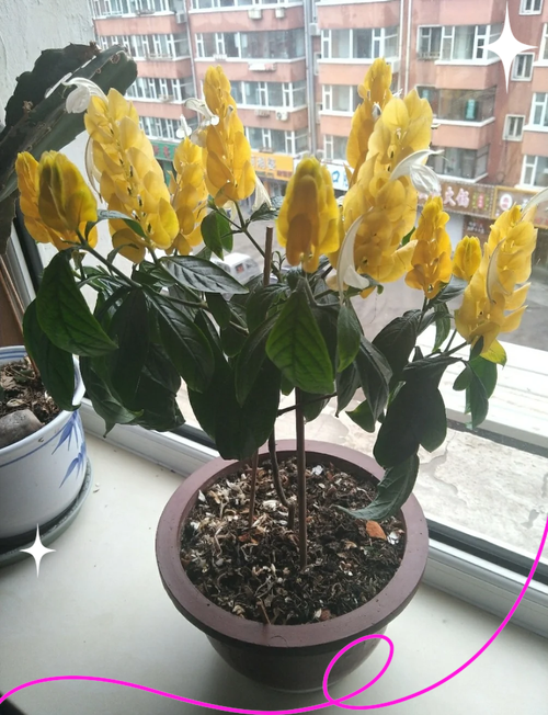 金铃花怎么修剪，金铃花怎么修剪更好-第1张图片-优品飞百科