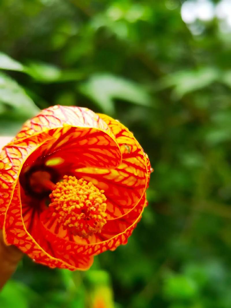 金铃花怎么修剪，金铃花怎么修剪更好-第2张图片-优品飞百科