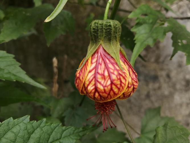 金铃花怎么修剪，金铃花怎么修剪更好-第3张图片-优品飞百科