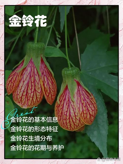 金铃花怎么修剪，金铃花怎么修剪更好-第4张图片-优品飞百科
