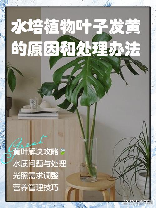 金铃花怎么修剪，金铃花怎么修剪更好-第5张图片-优品飞百科