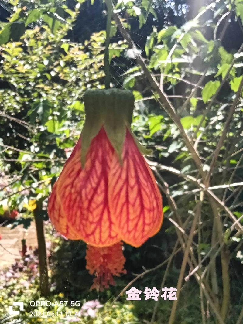 金铃花怎么修剪，金铃花怎么修剪更好-第6张图片-优品飞百科