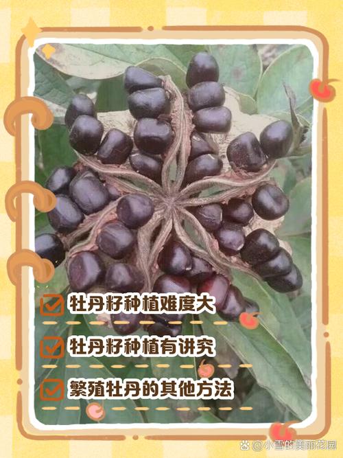 野牡丹怎么繁殖,野牡丹是什么样子的?-第1张图片-优品飞百科 野牡丹怎么繁殖,野牡丹是什么样子的?-第1张图片-优品飞百科